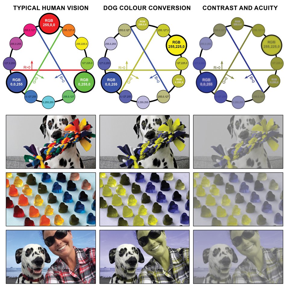 Dog Vision Image Processing Tool